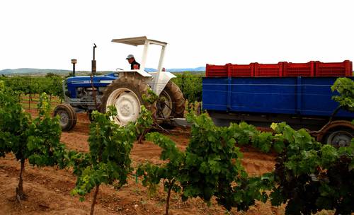 Restauranteros y productores de vino buscan aumentar el consumo de esa bebida.
