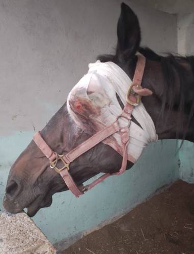 Winner, uno de los 17 equinos que sufren maltrato en el Hípico Equestrian Mover, en el municipio de Emiliano Zapata, Veracruz. Este ejemplar es uno de los más lesionados, según personal de la Procuraduría Estatal de Protección al Medio Ambiente.