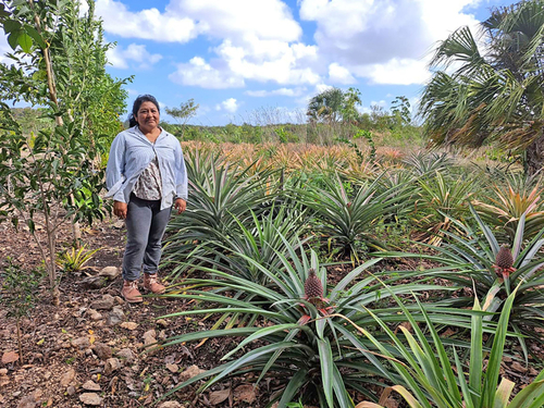 Carolina Xix Caamal con su siembra de piña.  Isabel Lara