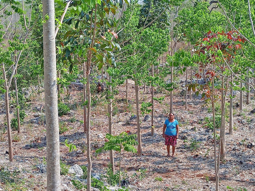 Sembradora Librada Cabrera Abnal ha logrado establecer con gran éxito su Sistema Agroforestal y su MIAF con el apoyo de sus hijos que la acompañan en las jornadas de siembra.  Olaine Díaz Zenteno