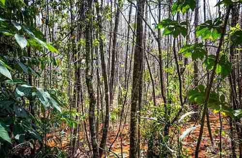 They find a tree that was believed to have been extinct for almost two centuries