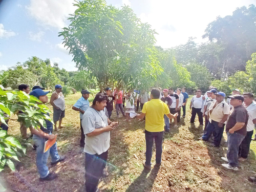 Intercambio de experiencias entre sembradores y sembradoras para el manejo de podas y aplicación compostas en frutales.  Carlos Valdez Ramírez