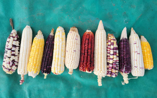 Diversidad genética de maíces nativos en la Costa Grande de Guerrero.  Marcos Cortez Bacilio