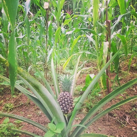 Milpa tropical.