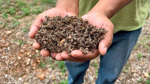 Apicultores exigen indemnizaciones e investigar el fenómeno
<br>Campeche: denuncian muerte masiva de abejas por pesticidas