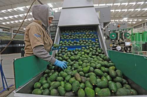 Mexico dominates the US avocado supply market