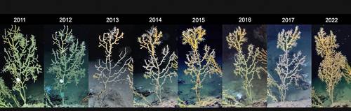 Gulf of Mexico Corals Still Suffering from Oil Spill Impact After 13 Years