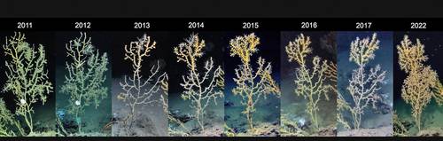 Effects of 13-year-old oil spill continue to impact Gulf of Mexico corals