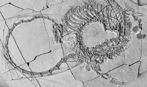 Nuevos fósiles revelan un dragón chino de 240 millones de años