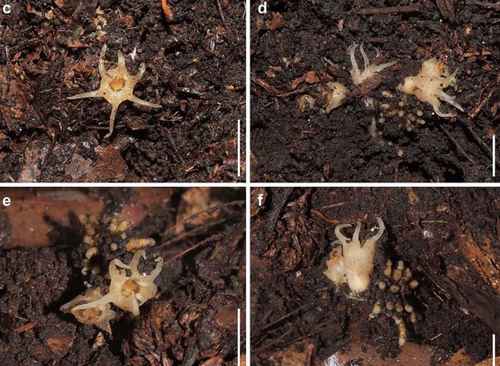 Newly Discovered Fairy Lantern Species in Japan Feeds on Fungi