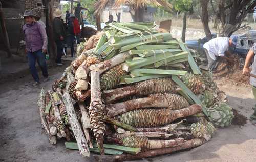 Estudiantes de Chapingo llevan la producción de mezcal a otro nivel