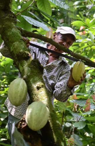 Cocoa producers unable to capitalize on high prices due to drought