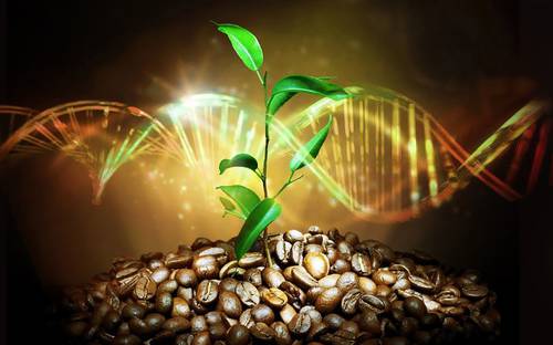 The Fascinating Evolutionary History of Arabica Coffee: A Study Reveals New Insights