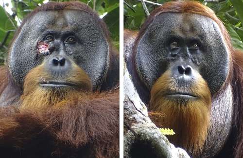 Orangutan heals own wound using a tropical plant found in Asia