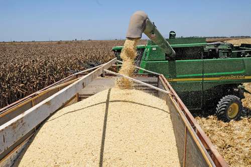 US criticizes Mexico’s ban on transgenic corn due to lack of support