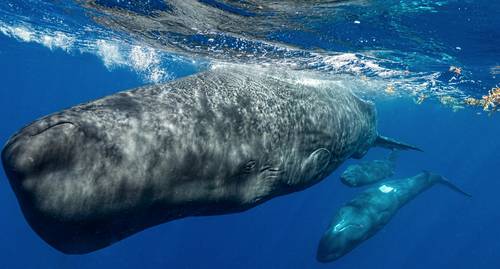 Sperm whales use clicks to form a phonetic alphabet