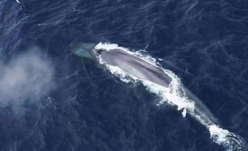 Scientists locate Antarctic blue whales through their vocalizations