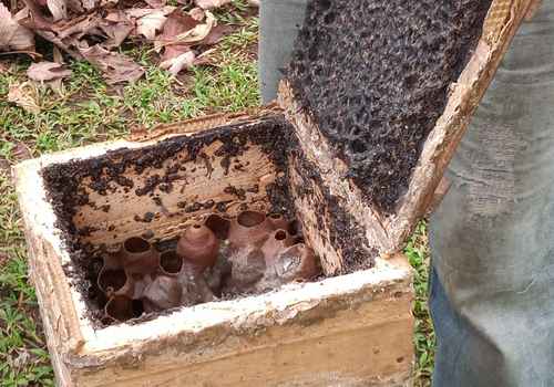 Analyzing bee bacteria that could enhance human health