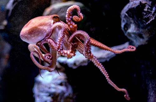The Mayan octopus habitat at risk due to effects of climate change.