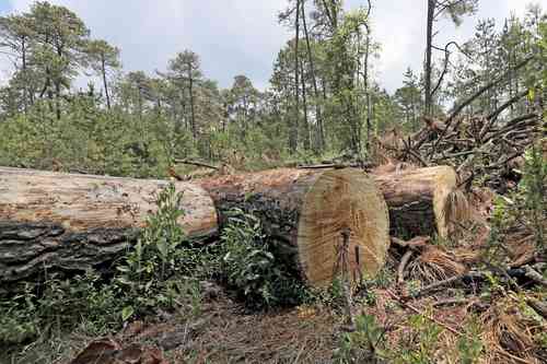 La madera ilícita representa hasta 120% de la que está regulada, señala agenda ambiental