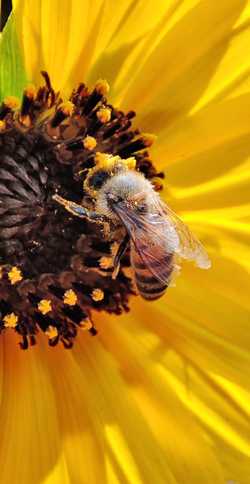 Chapingo promueve prohibir los pesticidas que dañan a las abejas