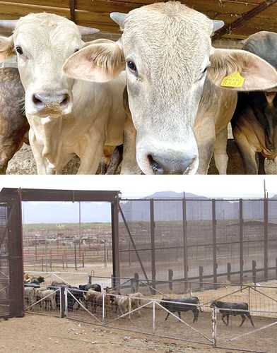 Es una cuestión política el cierre de la frontera de EU al ganado mexicano