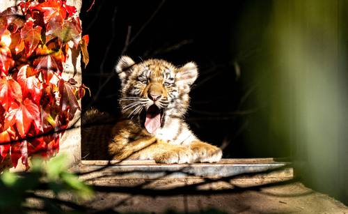 Nuevos huéspedes del Zoológico de Copenhague