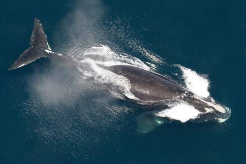 Crece población de una de las ballenas más raras del mundo, señala estudio