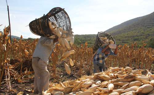Productores de maíz enfrentan una “tormenta perfecta”: especialista