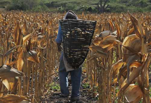 Sólo campesinos inscritos en padrón de beneficiarios recibirán 950 pesos