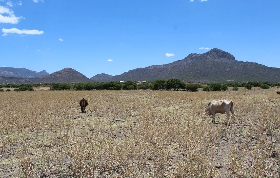 En el municipio de Pánuco de Coronado, en Durango, se pueden apreciar los pastizales casi secos, una situación que se repite en los estados vecinos de Chihuahua y Sonora, y también en muchas otras regiones del centro y sur del país, como Morelos. Foto 