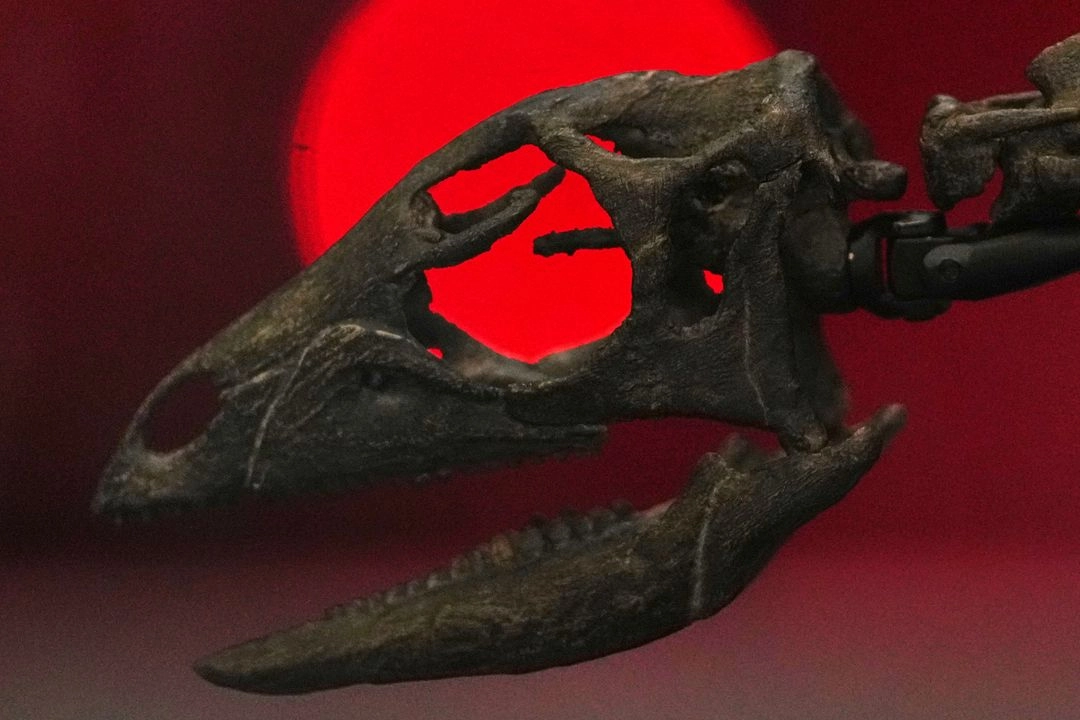 El esqueleto de un "Enigmacursor", un dinosaurio herbívoro de dos patas, durante una presentación de prensa en el Museo de Historia Natural de Londres, el 24 de junio de 2025. 