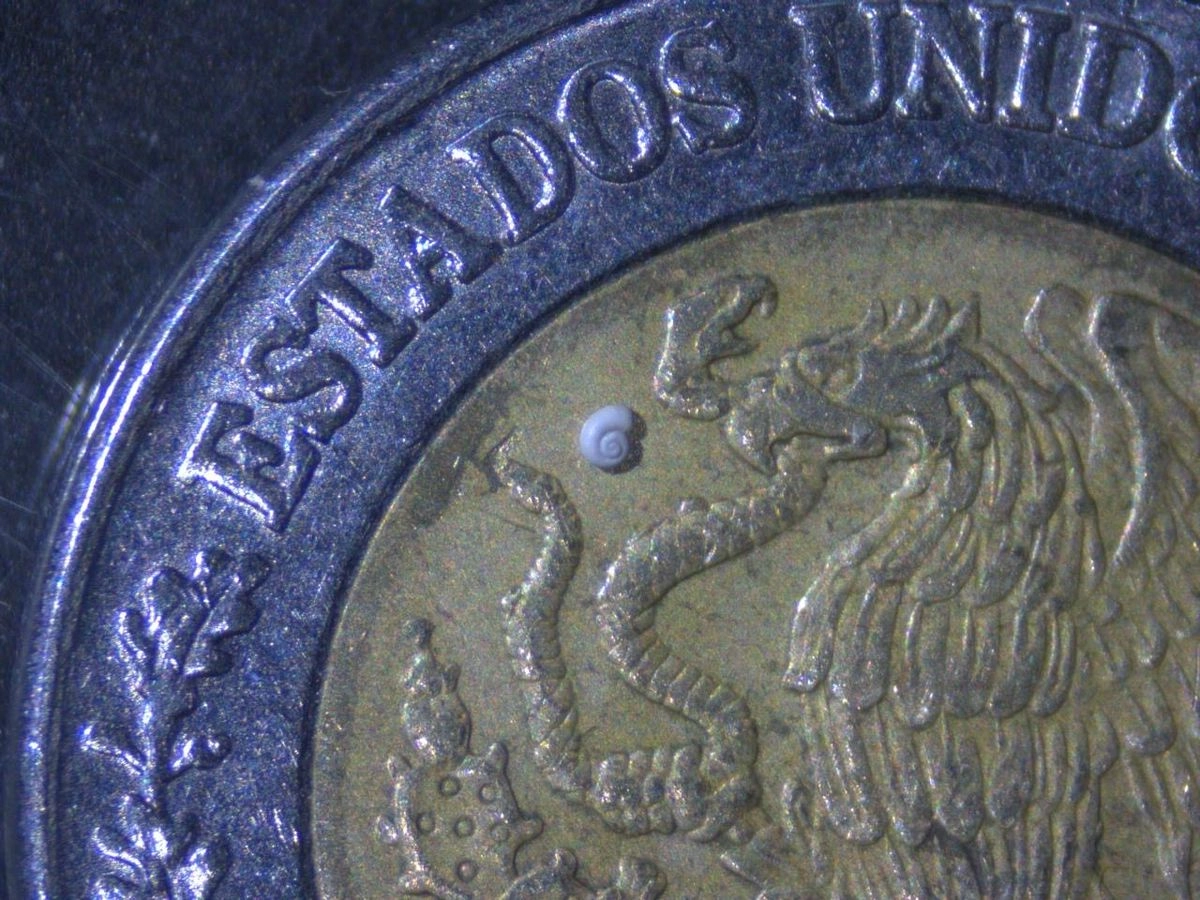 El caracol más pequeño del mundo sobre una moneda. Foto 