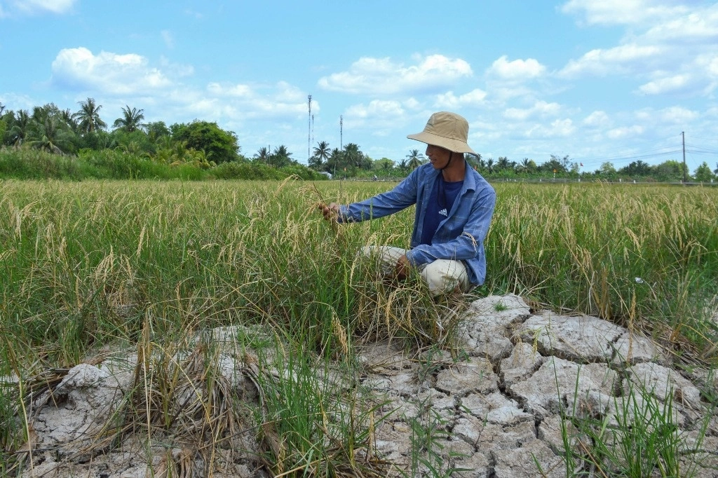 Agricultor mira su cosecha en un campo de arroz seco en la provincia de Ca Mau, en el sur de Vietnam, en medio de una larga ola de calor. Foto Afp