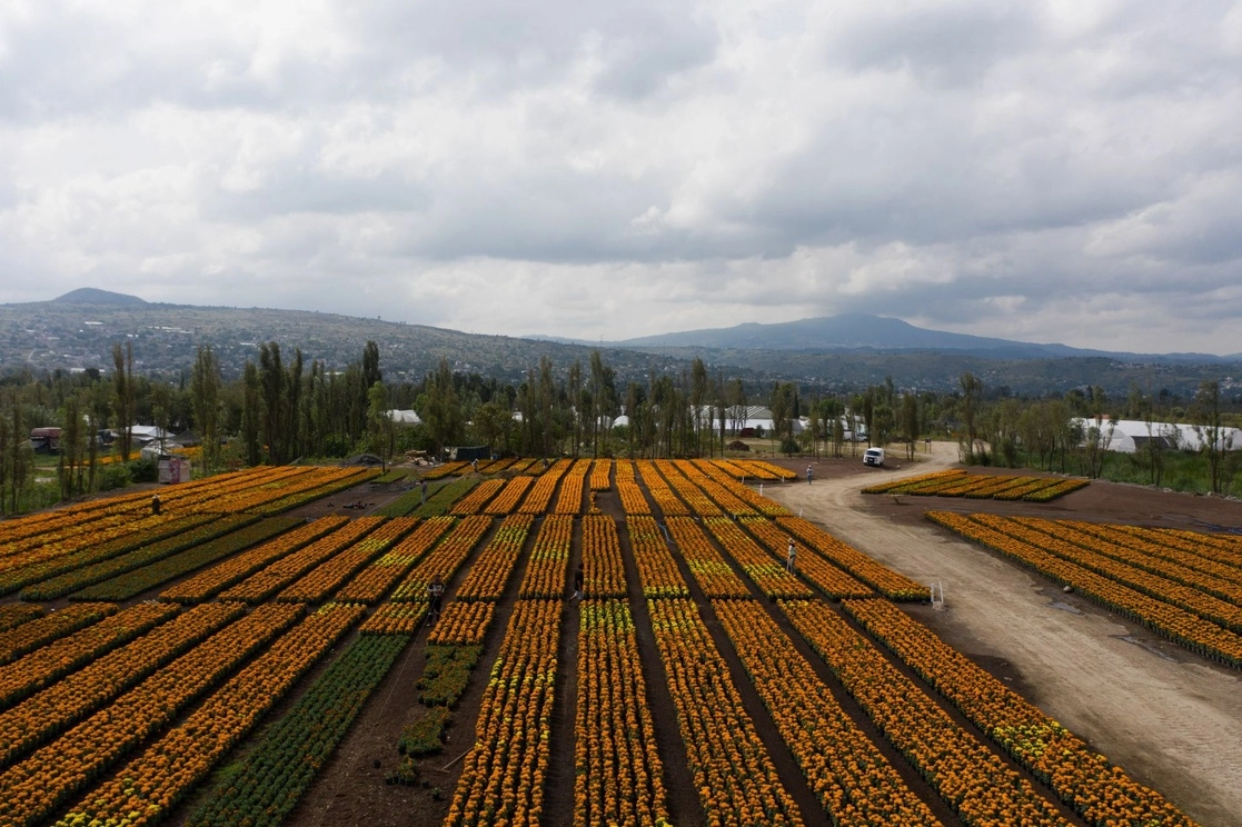 Vista de una de las chinampas donde se siembra flor de cempasúchil en la alcaldía Xochimilco. Con el proyecto del Gobierno de la CDMX se producen 131 especies de plantas ornamentales. Foto Cuartoscuro / Archivo