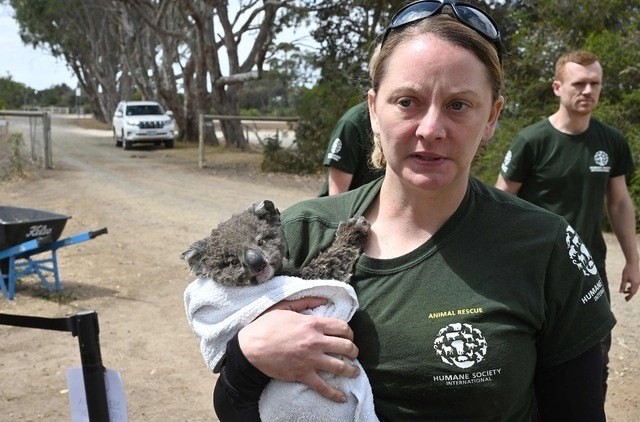 Kelly Donithan, de la Sociedad Internacional Humanitaria de Respuesta en Crisis, carga a un bebé koala que recién rescató en la Isla Canguro, en Australia. Foto Afp 

