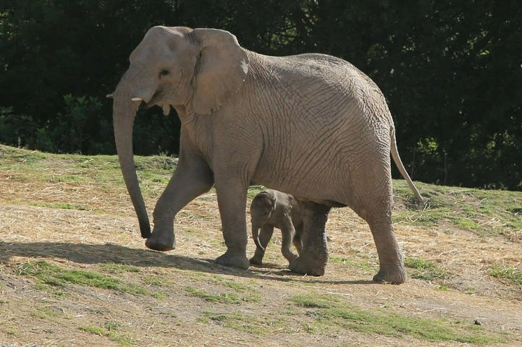 Con “Zoom”, aumenta a 15 el número de paquidermos en el parque, que cuenta con el grupo reproductivo de elefantes africanos más grande del mundo, fuera de África. Foto José Castañares