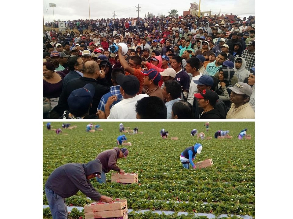 En 2015, miles de jornaleros agrícolas indígenas levantaron la voz en San Quintín, Baja California, en protesta por la explotación laboral en ranchos y agroindustrias de exportación de productos al mercado de Estados Unidos. Abajo, recolectores de frutos rojos en el rancho El Milagro, tras lograr una mejora en el pago por caja, en enero pasado.