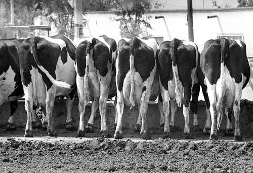 De acuerdo con información de la Conagua, para la producción de carne, una vaca requiere 3 millones 100 mil litros, ya que incluye el recurso usado para su alimentación durante al menos tres años. Para un vaso de leche se emplean 200 litros de agua, indica. La imagen, un establo localizado en Torreón, Coahuila. Foto Cristina Rodríguez
