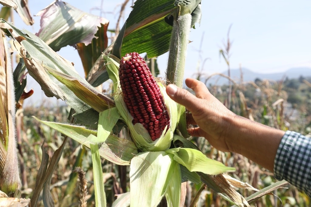México perdió el panel de controversia que solicitó EU en el marco del T-MEC contra la prohibición de las importaciones de maíz genéticamente modificado. Foto Roberto García / Archivo