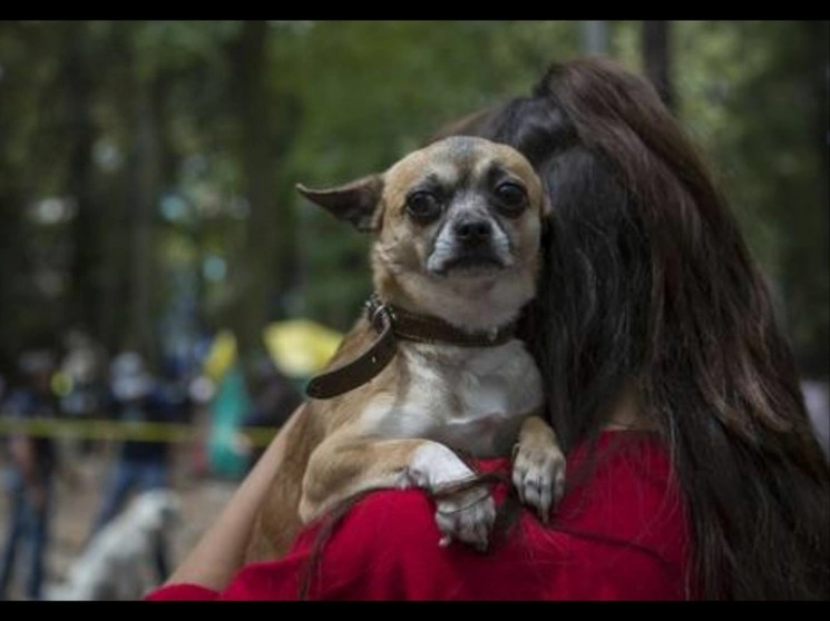Perros y gatos principalmente fueron abandonados. Foto La Jornada / Archivo