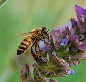 Mañana 20 de mayo se celebra el Día Mundial de las Abejas. Foto tomada del sitio https://www.unam.mx/
