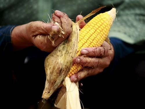 Mazorca de maíz en imagen de archivo. Foto Reuters
