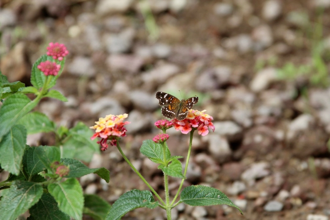 Aspectos del jardín. Foto La Jornada