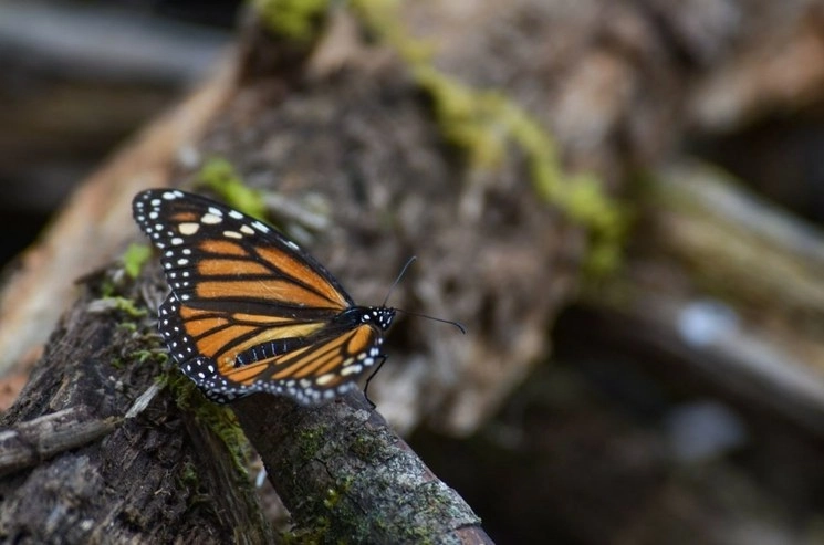 Cada año las mariposas monarca viajan alrededor de cuatro mil kilómetros desde el sur de Canadá, cruzando Estados Unidos y el norte de México. Foto Cuartoscuro / Archivo