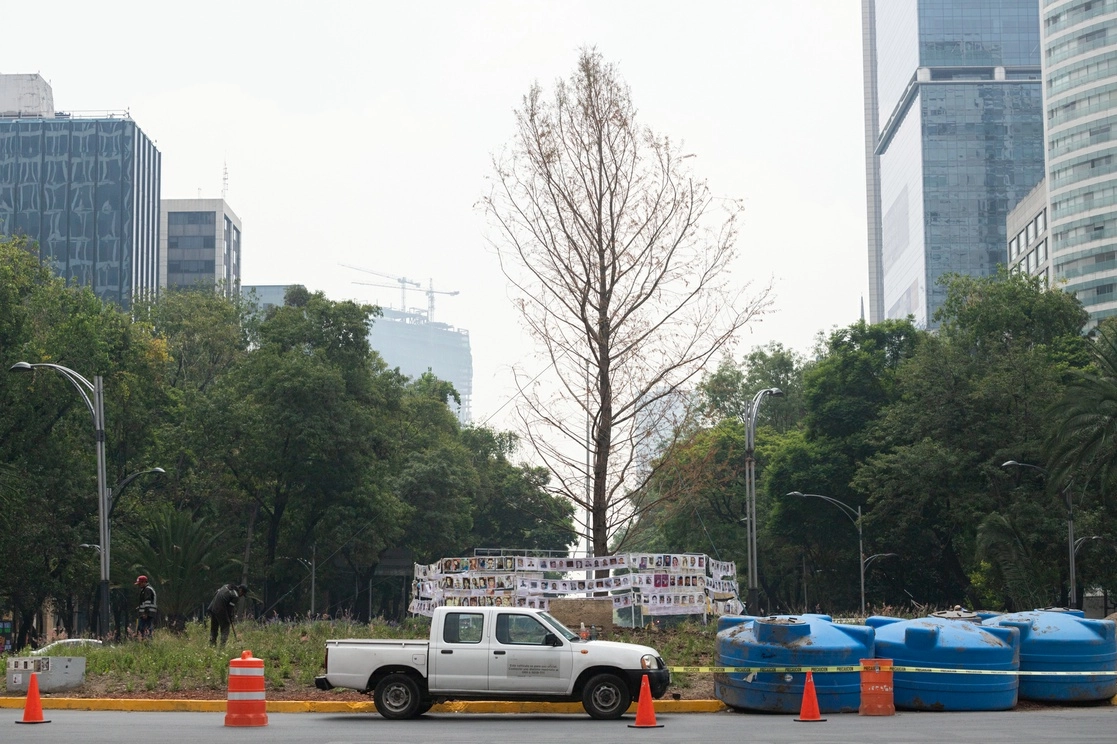 El árbol de l Ahuehuete continúa en proceso de adaptación en la Glorieta del paseo de la Reforma. Foto Pablo Ramos/Archivo