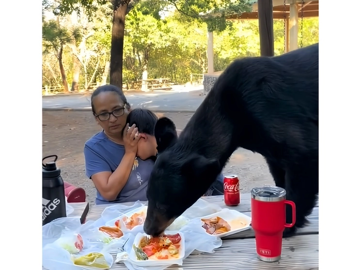 Un oso come los tacos de una familia en una mesas en el espacio público. Imagen tomada de un video de redes sociales