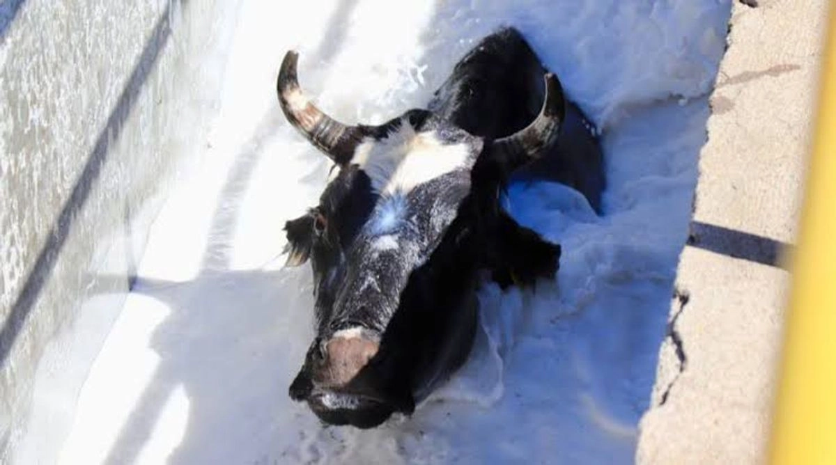 Una vaca es sometida a un baño en los corrales de la Asociación Ganadera de Tamuín, SLP, como parte de la lucha contra garrapatas y huevecillos de mosca del gusano barrenador. Foto  