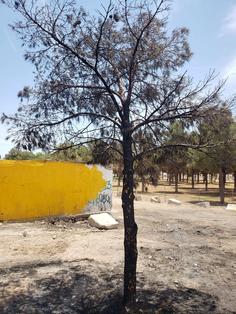 Activistas señalan que no hay un proyecto de conservación para el parque el Chamizal ubicado en Ciudad Juárez. Foto Facebook Frente en Defensa del Chamizal