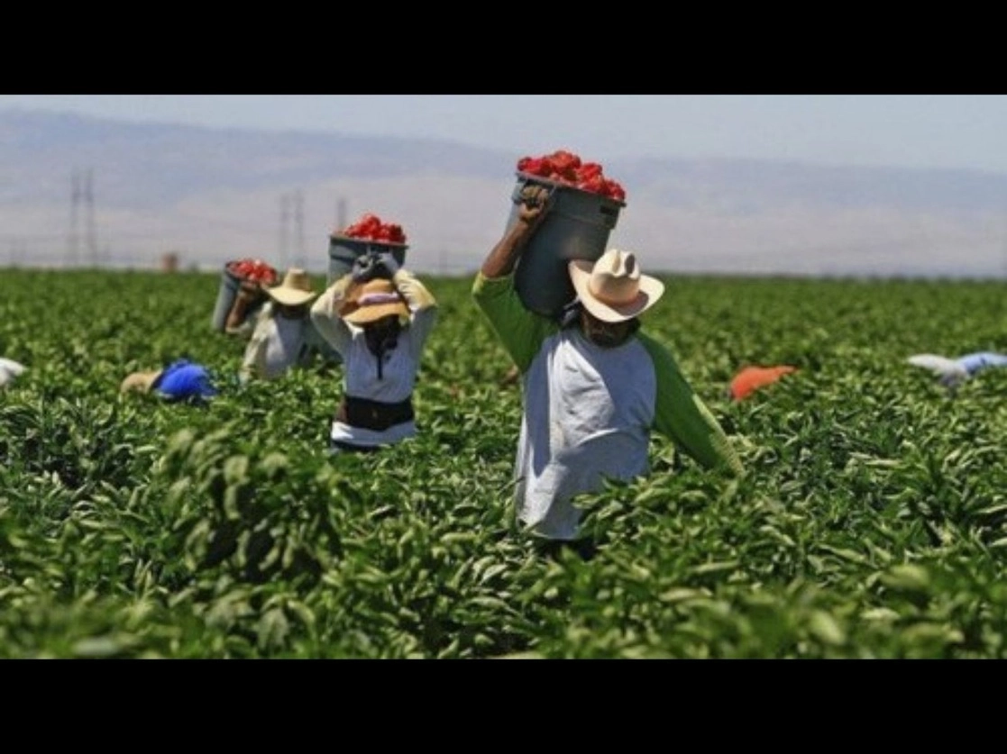 Trabajadores agrícolas. Foto La Jornada / Archivo